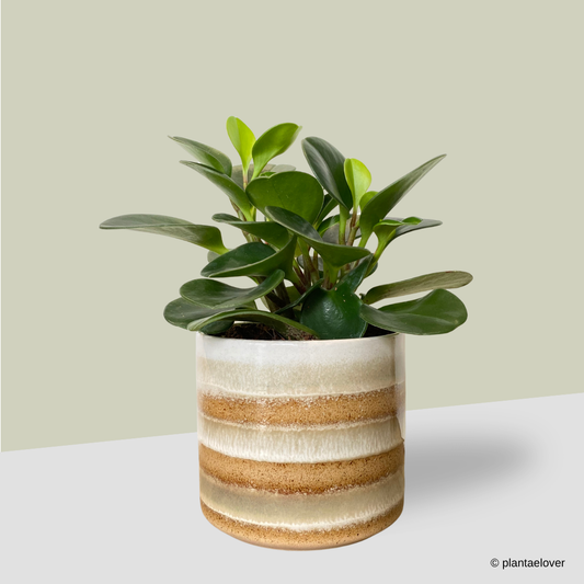 Peperomia Obtusifolia in Tiramisu Pot