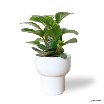 Peperomia Obtusifolia in Dodo Pot