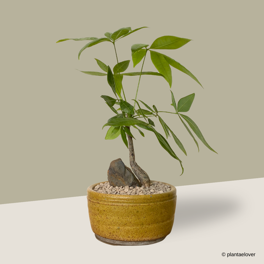 Pachira Aquatica in Burlywood Pot