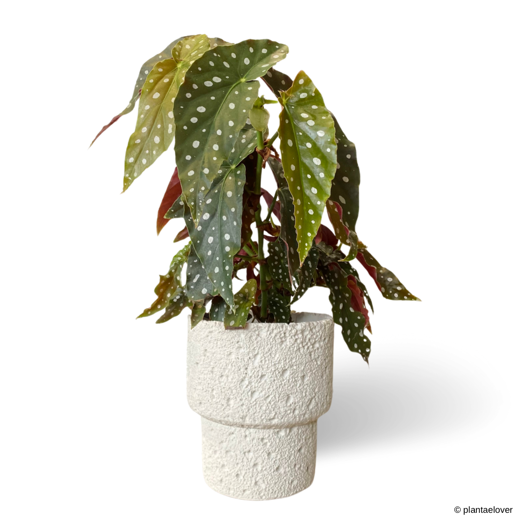 Begonia Maculata in Carra Pot