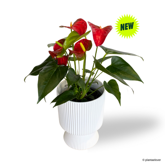 Anthurium Fiancee in Estrella Pot