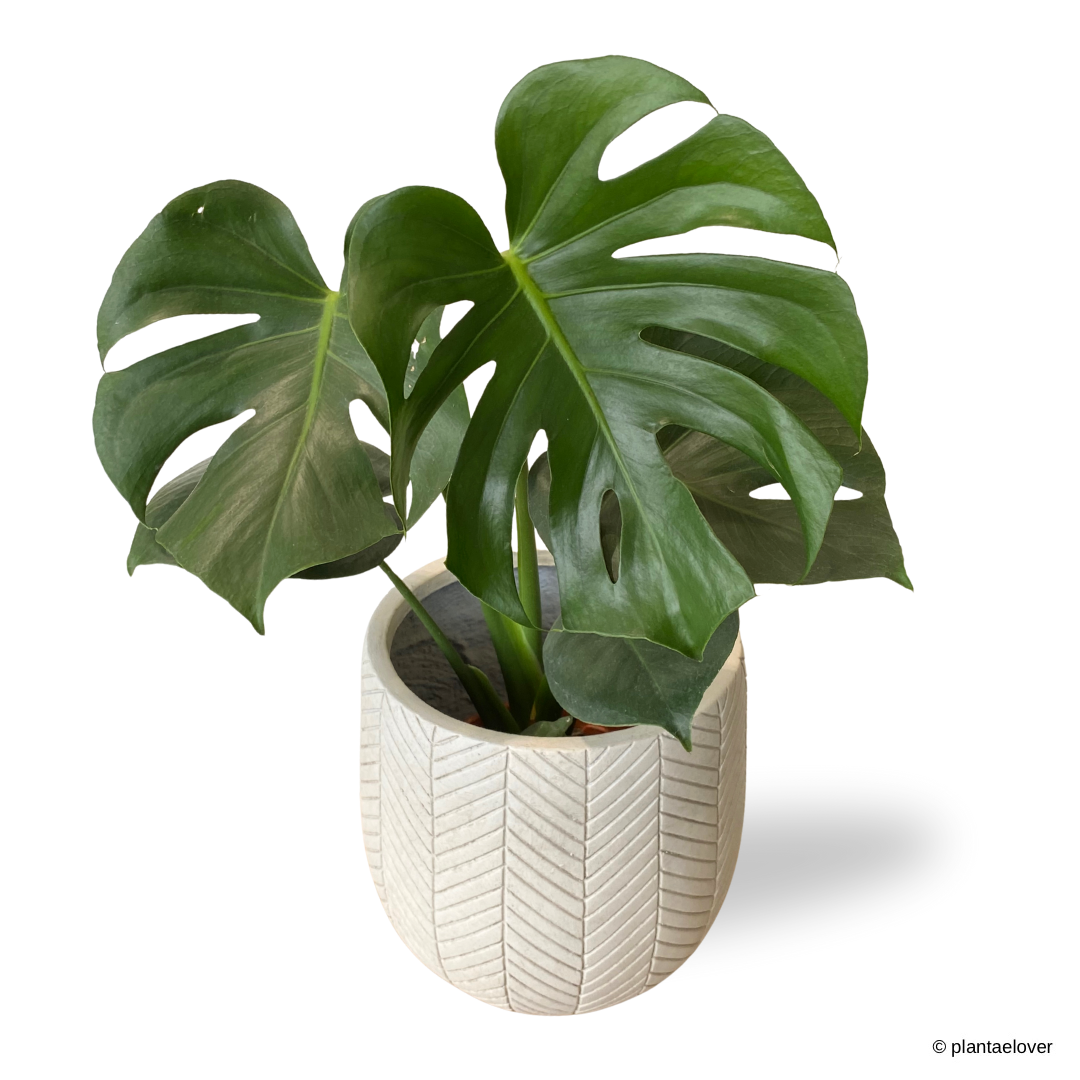 Monstera Deliciosa in Chevron Pot