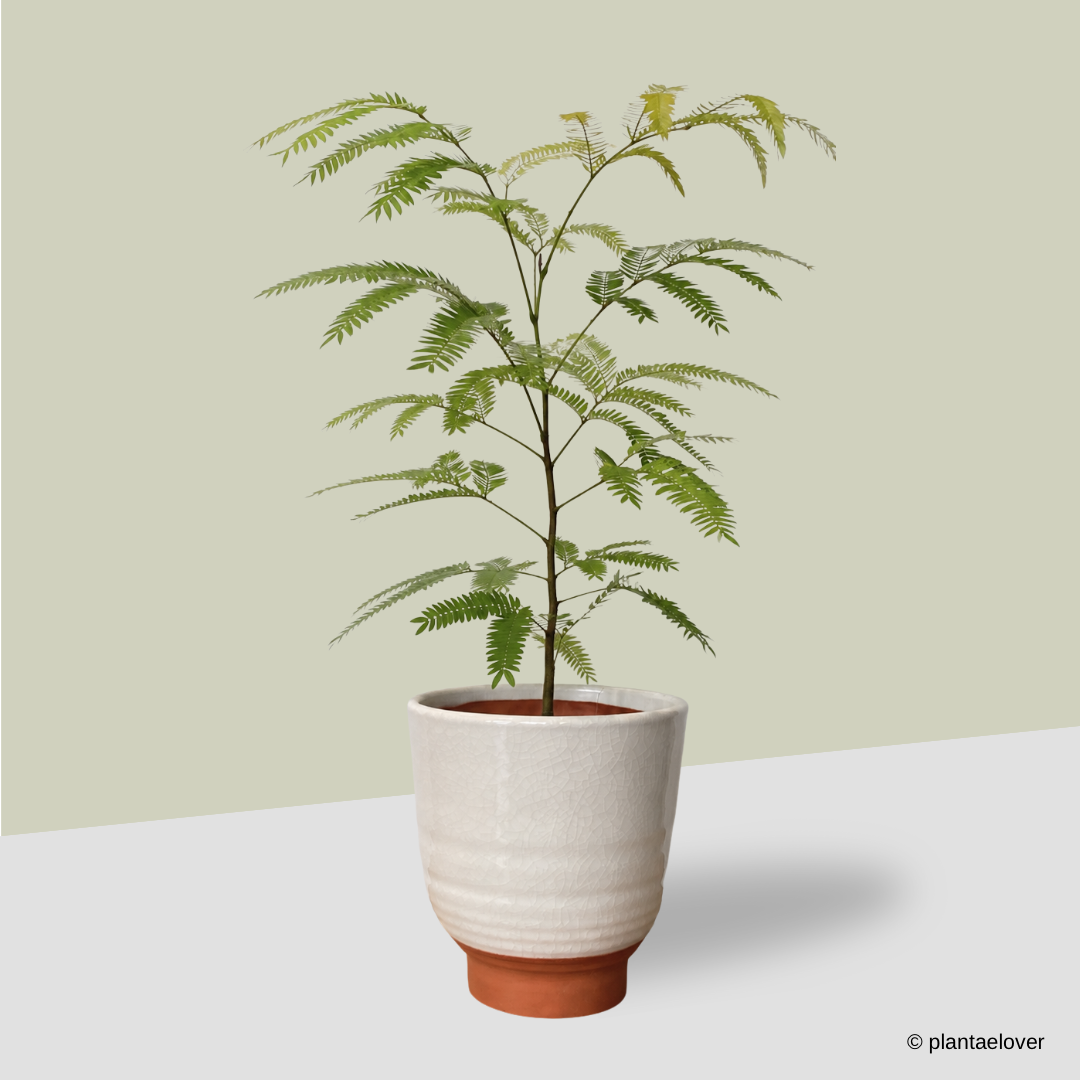 Japanese Everfresh Tree in CasaTerra Pot