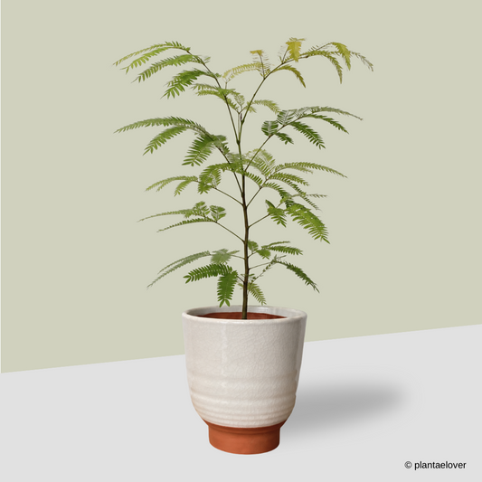 Japanese Everfresh Tree in CasaTerra Pot