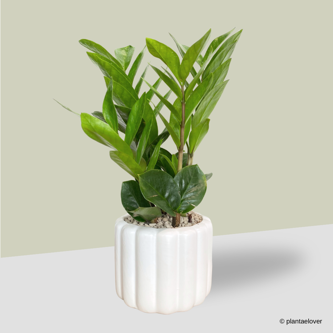 Zamioculcas Zamiifolia in Eclairs Pot