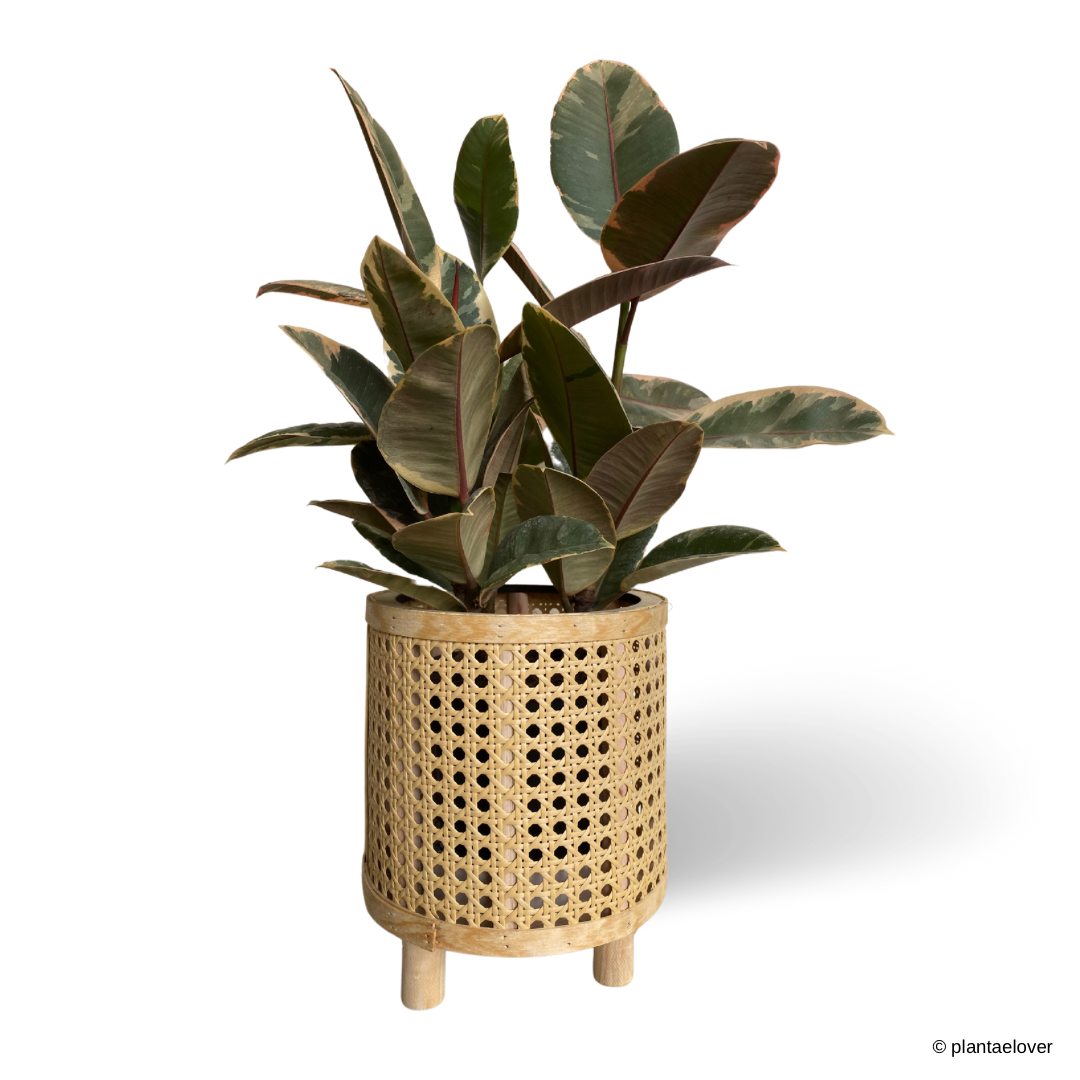 Ficus Elastica Ruby in Handmade Rattan Planter