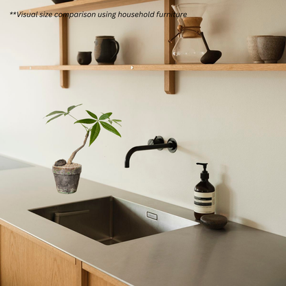 Pachira Aquatica in Glaze Pot