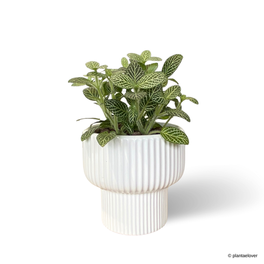 Fittonia in Lunara Pot
