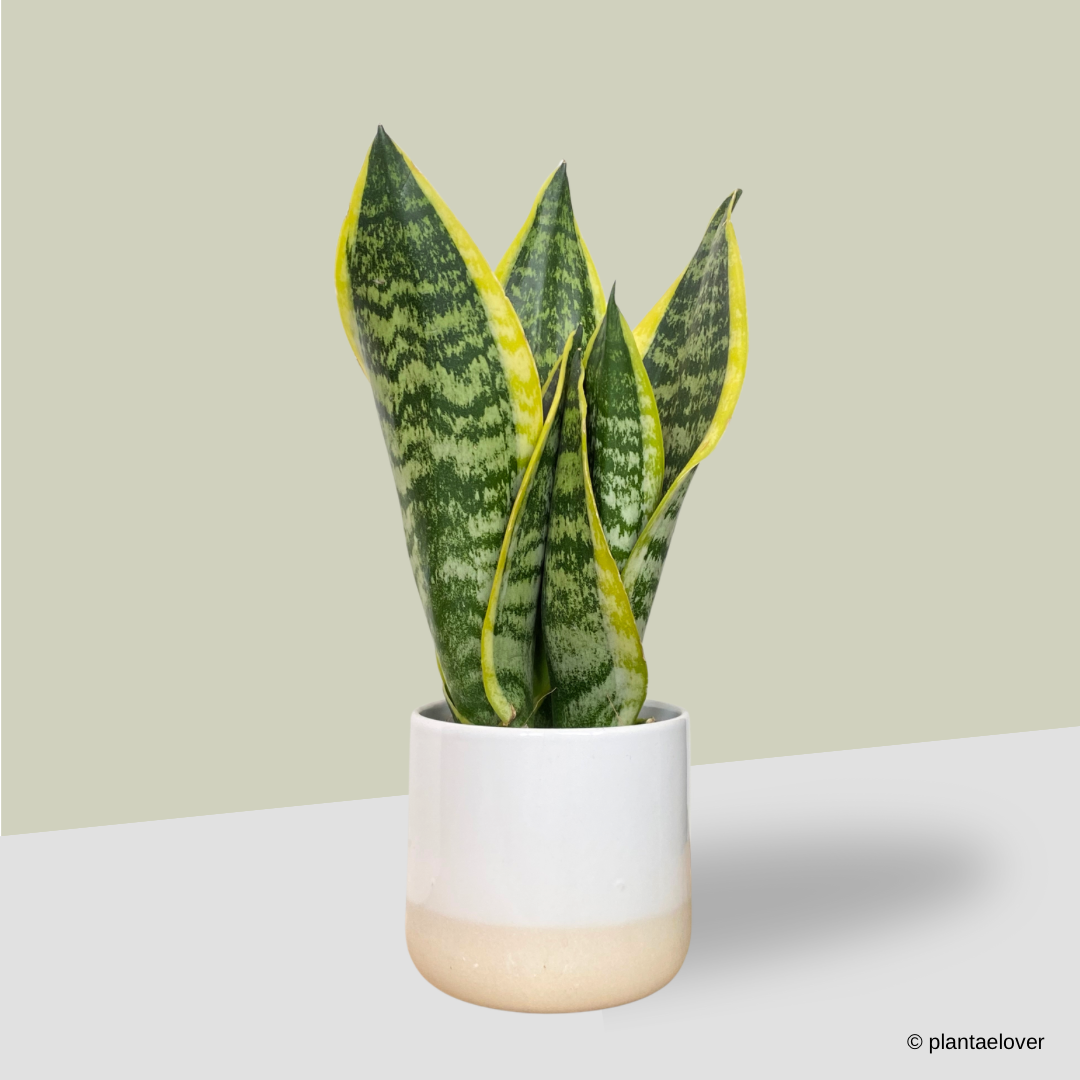 Sansevieria Superba in Moln Pot