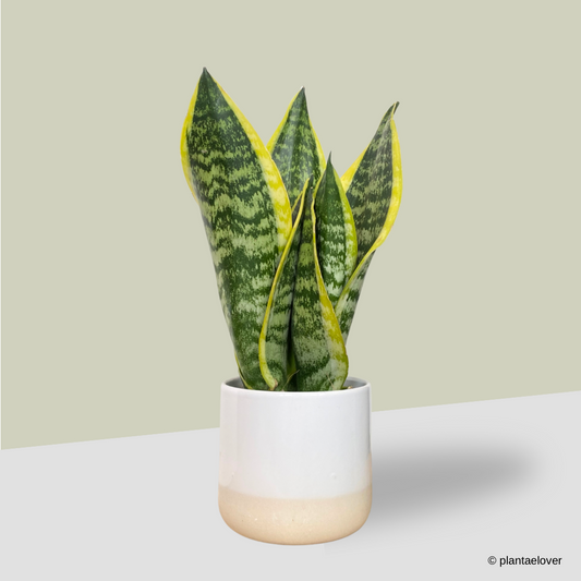 Sansevieria Superba in Moln Pot