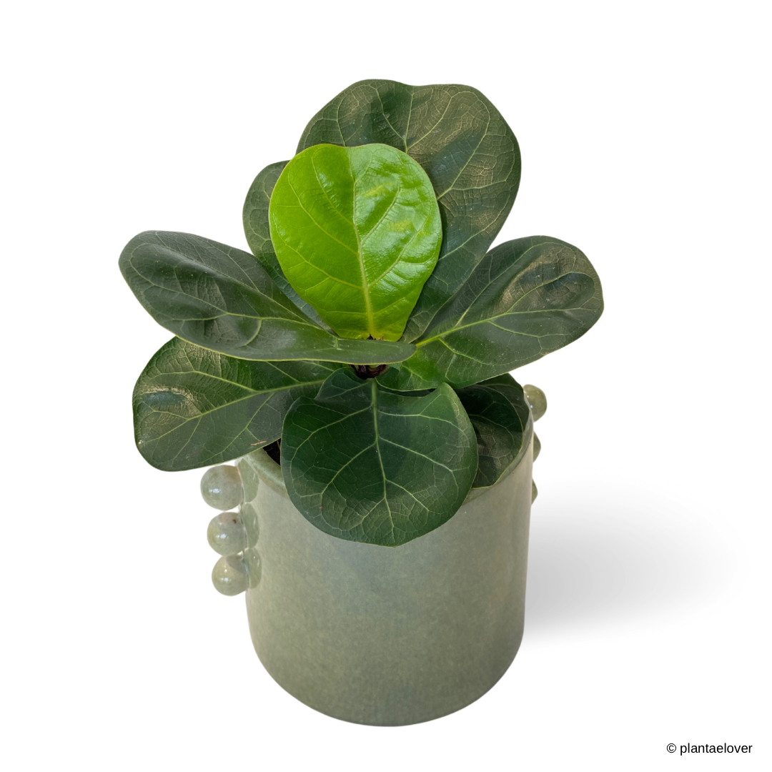 Ficus Lyrata in Buttons Pot