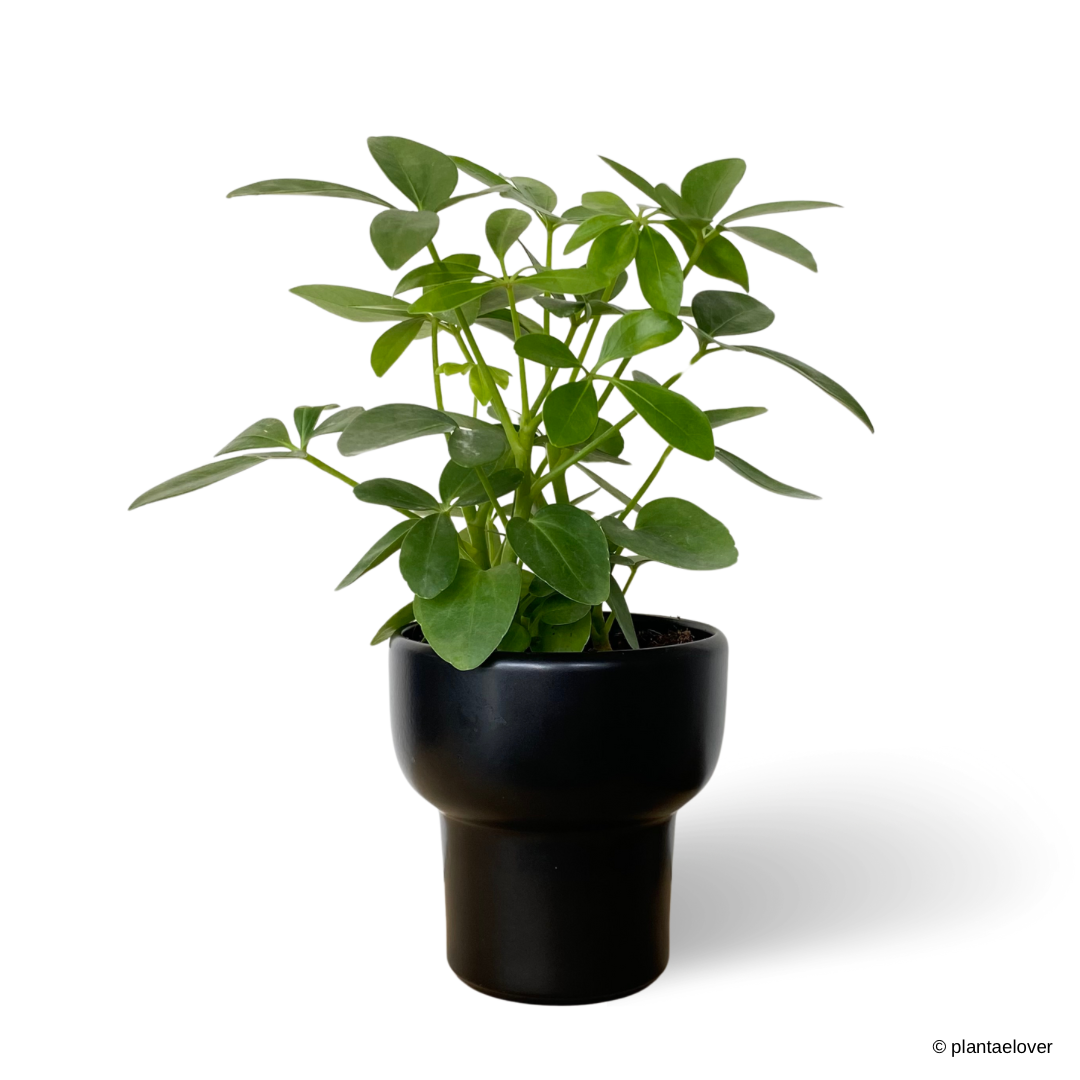 Schefflera Arboricola in Dodo Pot