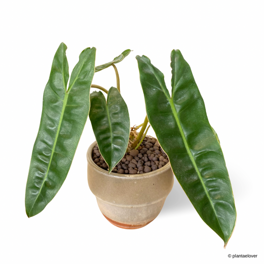 Philodendron Billietiae in Auburn Pot