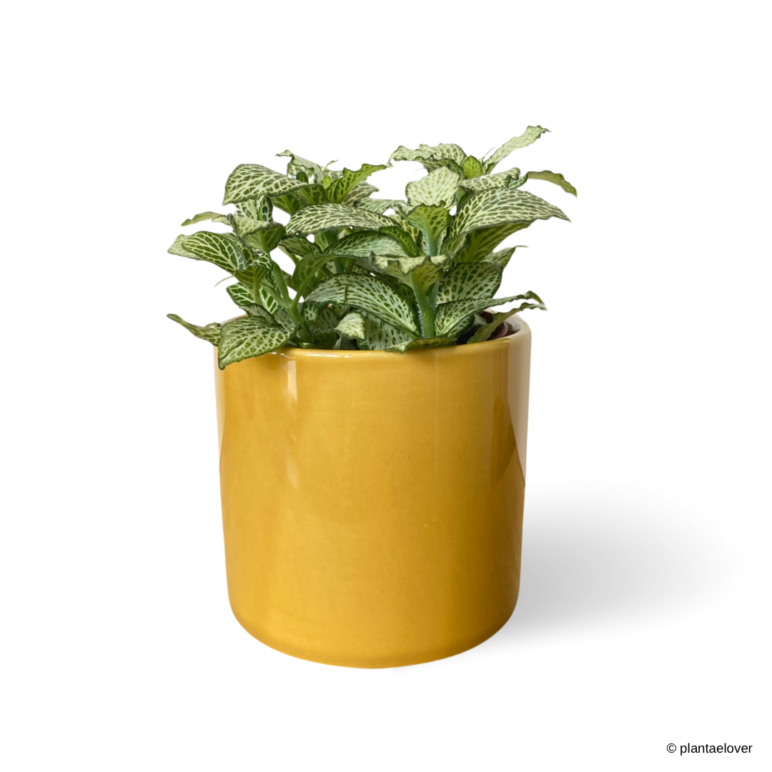 Fittonia in Mustard Pot