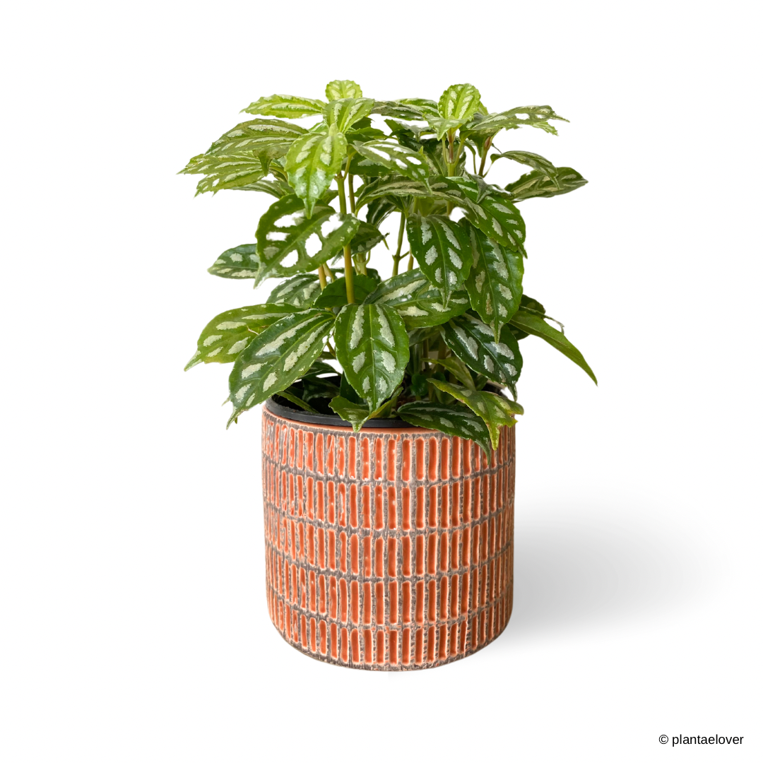 Pilea Cadierei in Brick Pot