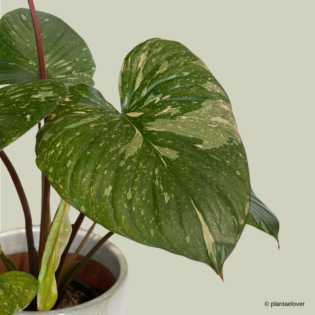 Homalomena Rubescens Variegated
 in Green Forest Pot