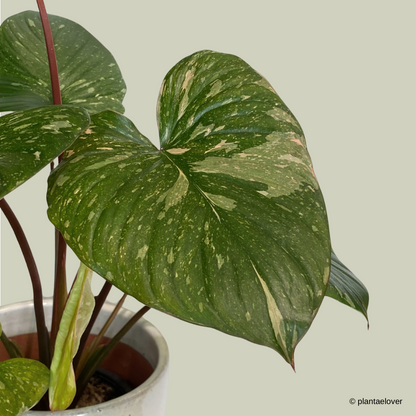 Homalomena Rubescens Variegated
 in Green Forest Pot