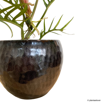 Philodendron Tortum in Rustic Pot