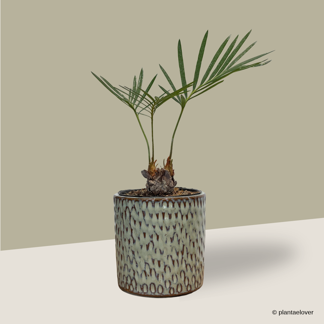 Sago Palm in Bark Pot