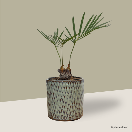Sago Palm in Bark Pot