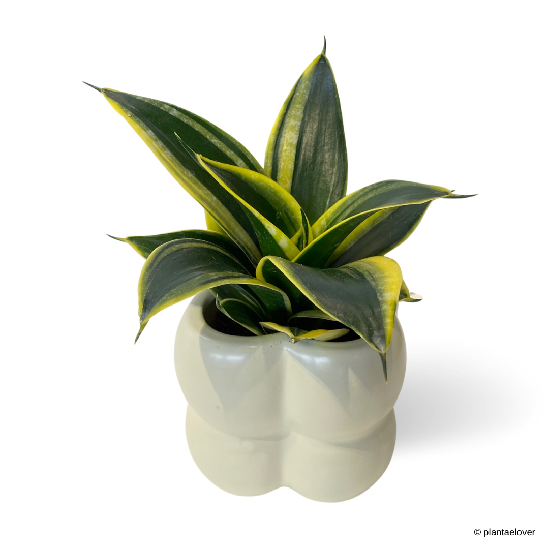 Sansevieria Hahnii Jade Marginata in Puffer Pot