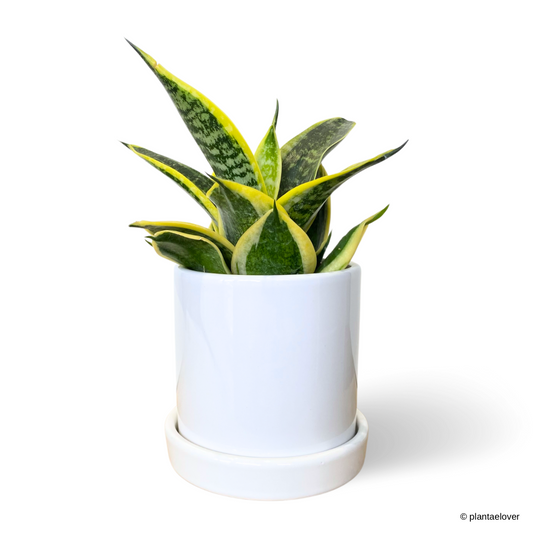 Sansevieria Hahnii Laurentii in Cylin Pot