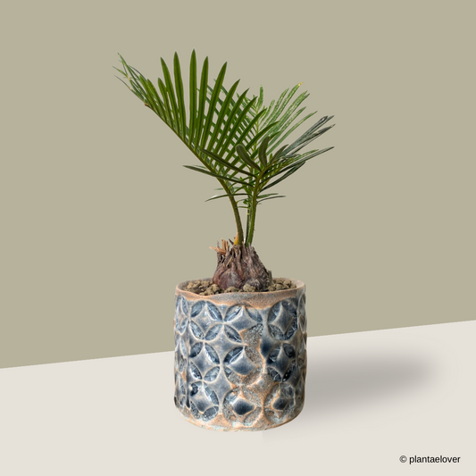 Sago Palm in Monogram Pot