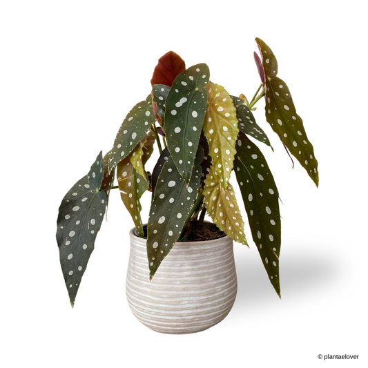 Begonia Maculata in Washed Pot