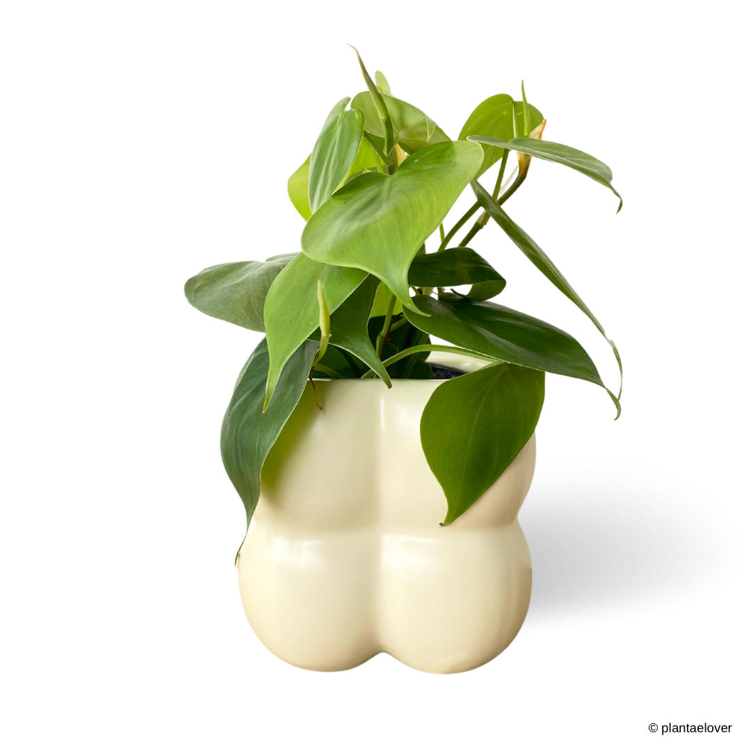 Philodendron Heartleaf in Puffer Pot