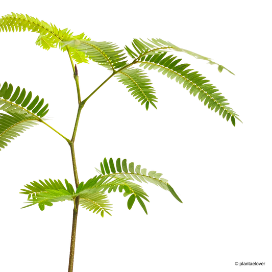 Japanese Everfresh Tree in Spatial Pot