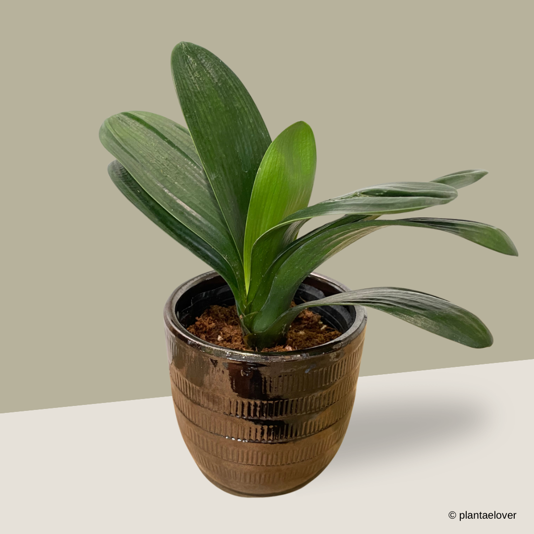 Bush Lily in Bronze Pot