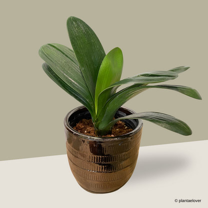 Bush Lily in Bronze Pot