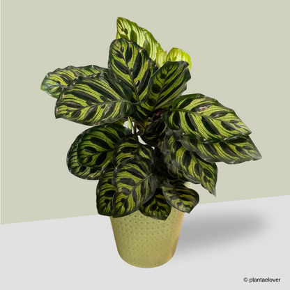 Calathea Makoyana in Matcha Pot
