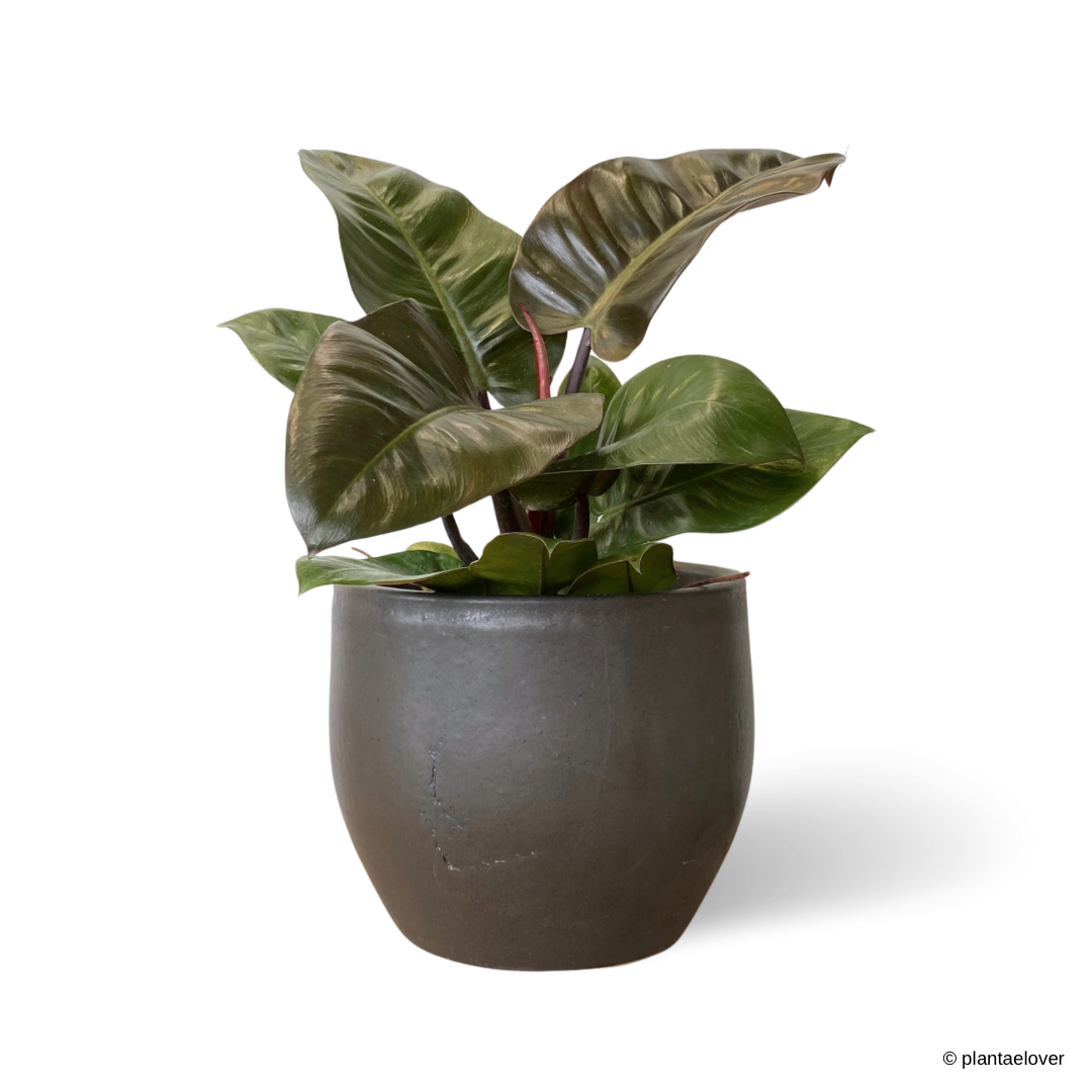 Philodendron Rojo Congo in Rustic Pot