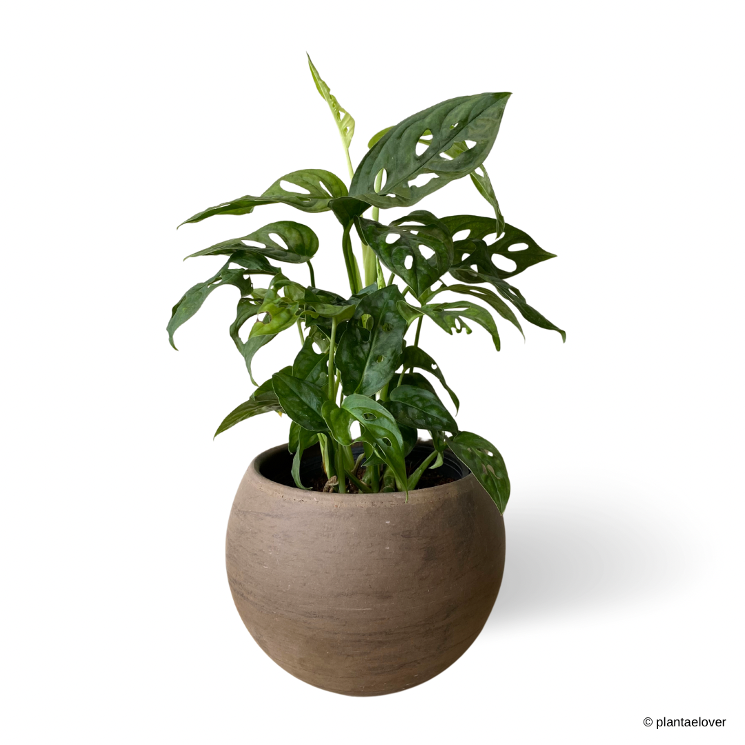 Monstera Adansonii in SPANG Pot