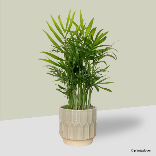 Bamboo Palm in Arch Pot