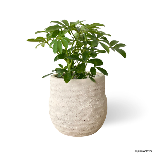 Schefflera Arboricola in Gardenia Pot