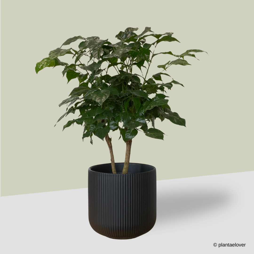 Radermachera Sinica in Cylindrica Pot