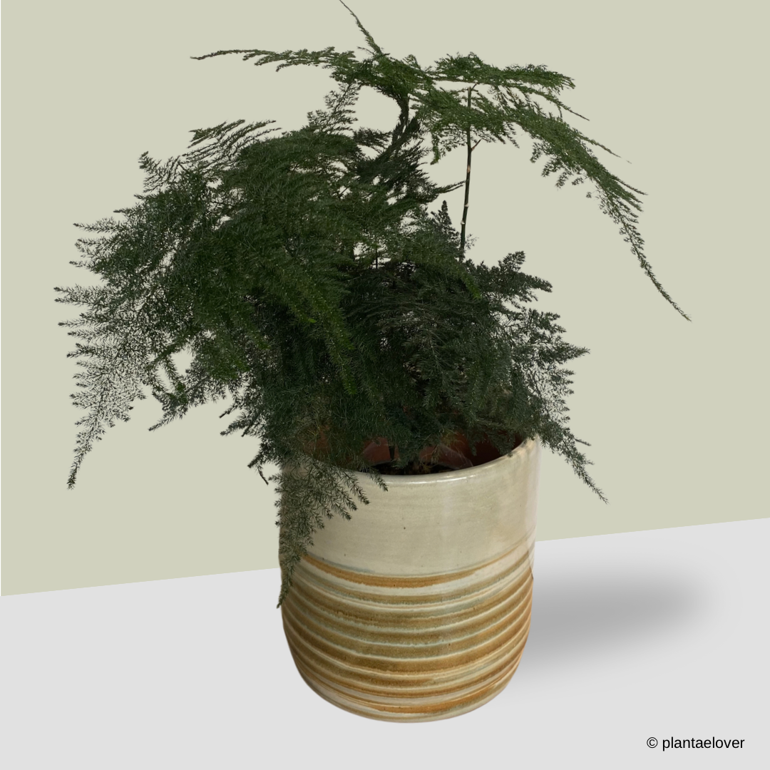 Asparagus Fern in Retro Pot