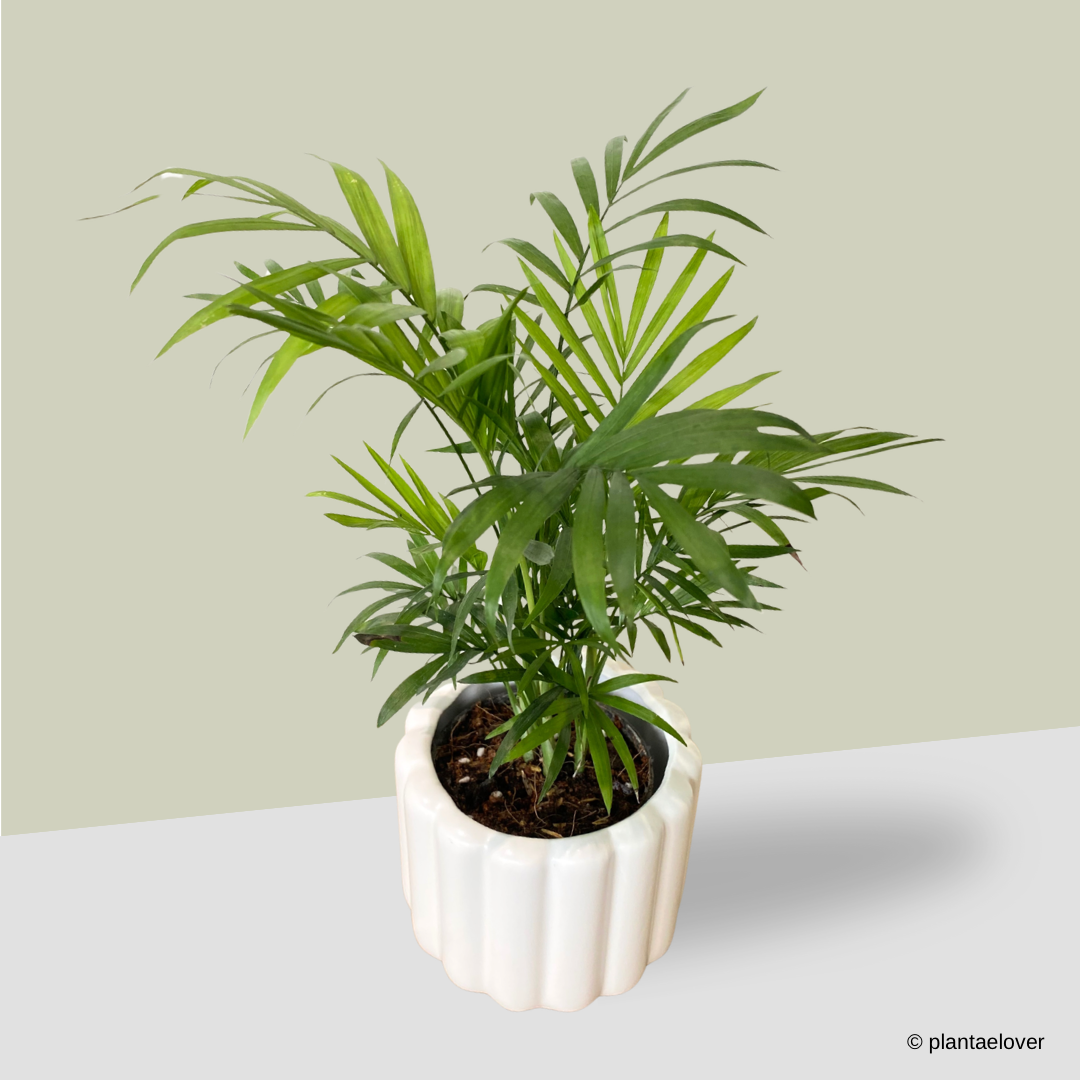 Bamboo Palm in Eclairs Pot