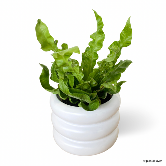 Crispy Wave Fern in Bagel Pot