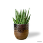 Sansevieria Cylindrica in Cooper Pot
