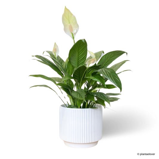 Peace Lily in Cylindrica Pot