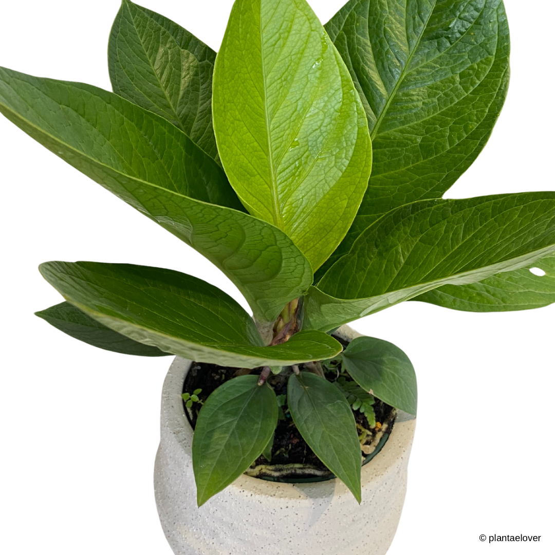 Anthurium Jungle Bush in Gardenia Pot