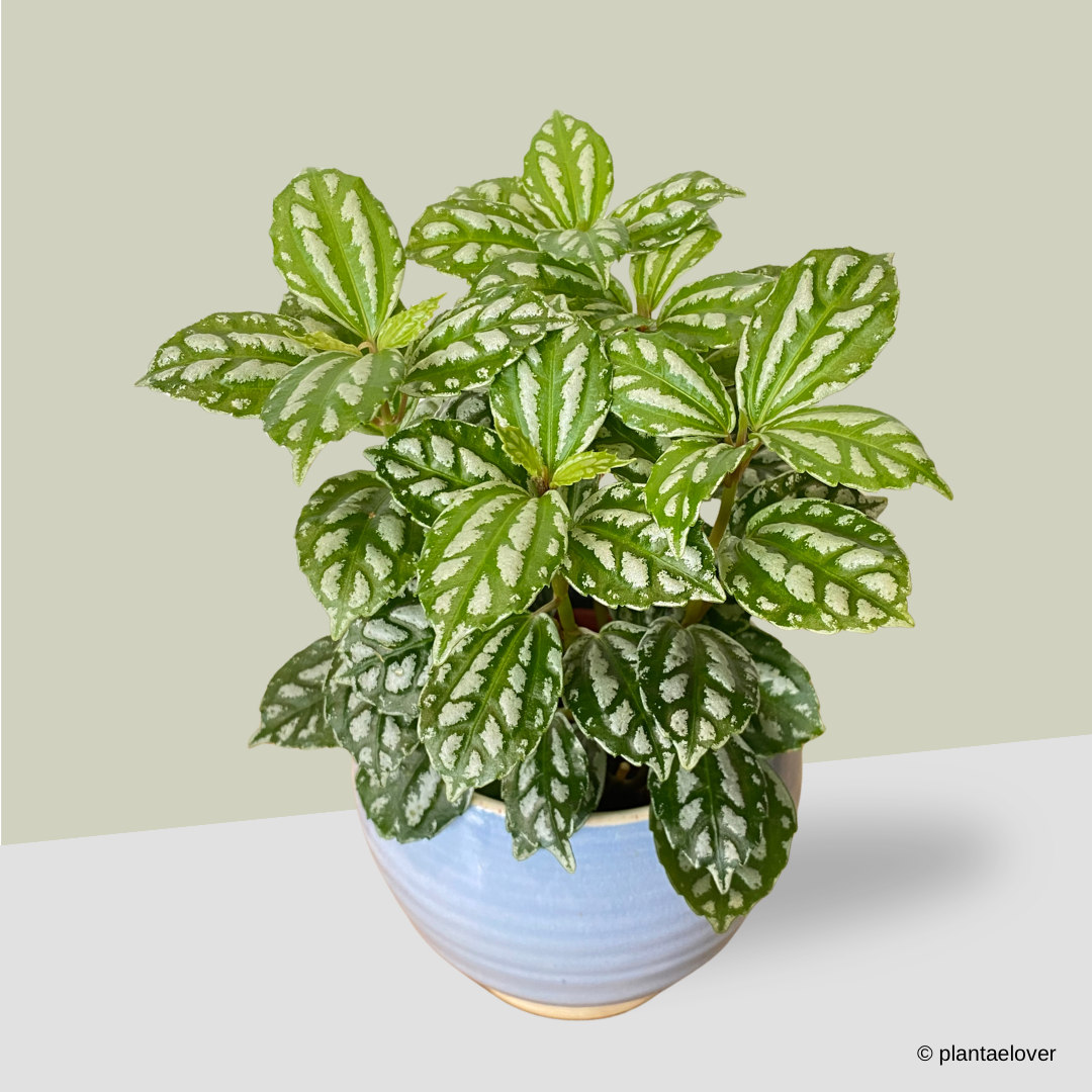 Pilea Cadierei in Cornflower Pot