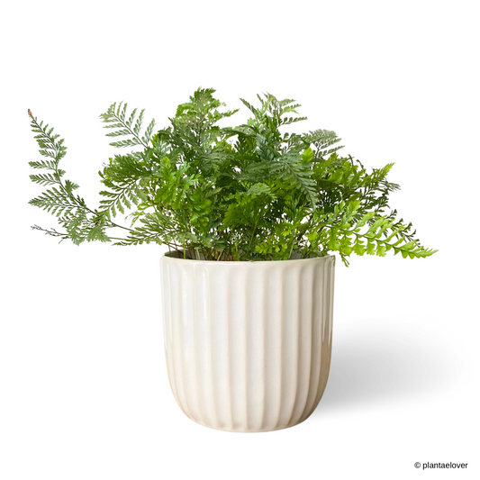 Rabbit Foot Fern in Feather Pot