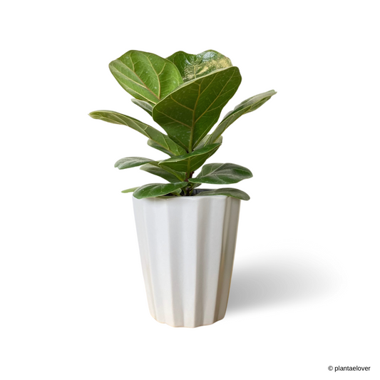 Ficus Lyrata in Hexa Pot