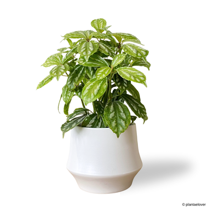 Pilea Cadierei in Lantern Pot