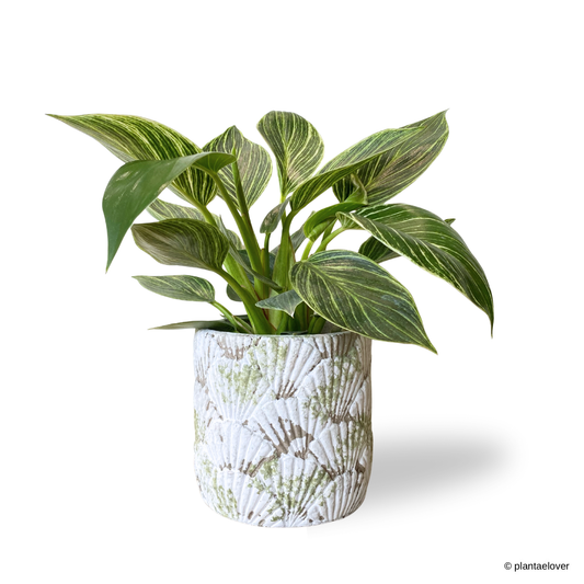 Philodendron Birkin in Greenshell Pot