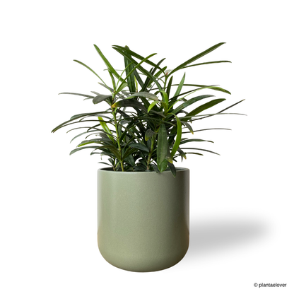 Podocarpus in Sage Pot